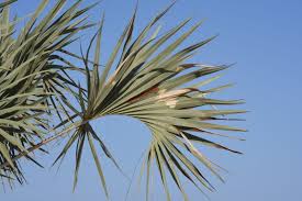 Image result for Hyphaene coriacea