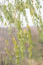 Image result for Maerua angolensis