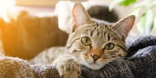 I've had numerous clients who have wanted to make their kitties more cuddly and believe it or not, you can. 9 Signs Your Cat Loves You How To Tell If Your Cat Loves You