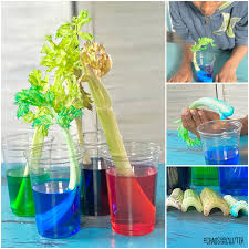 The flowers have changed the color. Colourful Celery Experiment
