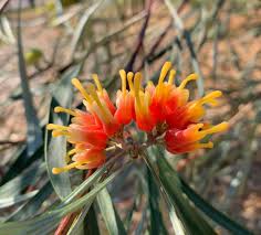 Check spelling or type a new query. Grevillea Refracta Silver Leaf Grevillea Territory Native Plants