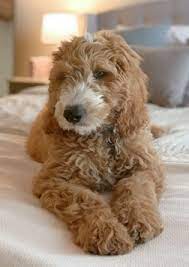 When you cross a golden retriever with a poodle, you get a charlotte goldendoodle for sale. Goldendoodle Breeder Near Charlotte Asheville North Carolina