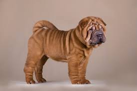 Look at pictures of shar pei puppies who need a home. Shar Pei Dogs And Puppies For Sale In The Uk Pets4homes