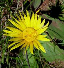 Image result for Haplocarpha