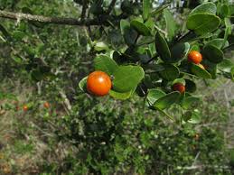 Image result for Strychnos henningsii