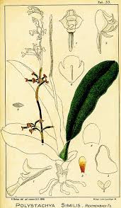 Image result for Polystachya steudneri