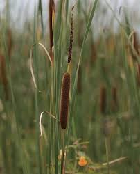 Image result for Typha