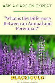 What Is The Difference Between An Annual And Perennial Perennials Annuals Vs Perennials Long Blooming Perennials