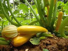 Comment faire pousser des courgettes en pots. Courgette Semis Culture Et Recolte Des Courgettes Video