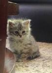 Kittens For Sale - Siberian Cats