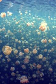 Hipster Jellyfish It Had To Happen But Where Are Their Little Retro Hats And Vests Ocean Creatures Underwater World Sea Creatures