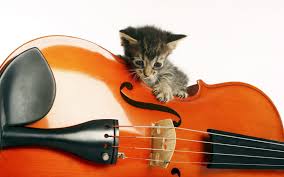 Music Animals Instruments Kittens Wallpaper Violin Kitten Wallpaper Cats Musical