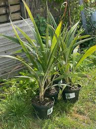 Image result for Curculigo