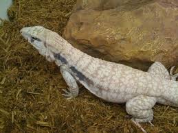 Black And White Tegu Lizard In South Carolina Albino Tegu Tegu Pet Snake Reptiles Pet