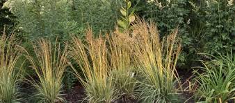 Image result for Deschampsia
