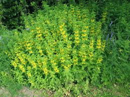 Image result for Zornia punctatissima