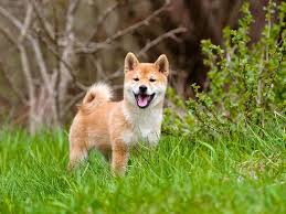 For the sake of comparison, it took doge. Shiba Inu Coin Latest Price Predictions And Expert Forecast