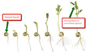 Starch is a polysaccharide that actually consists of two types of molecules: Lecture 3b Wilbur