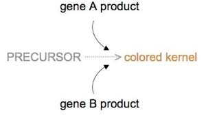 Epistasis And Its Effects On Phenotype Learn Science At Scitable