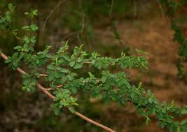 Image result for Aeschynomene mossambicensis