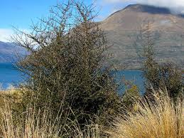 Image result for Coptosperma zygoon