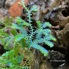 Image result for Selaginella mittenii