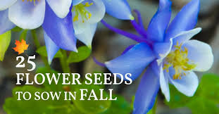 We did not find results for: 25 Annual Perennial Flower Seeds To Sow In Fall Printable List
