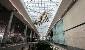 Menurut wiki, terminal 4 changi ini memiliki luas 225.000 meter persegi, memiliki 2 lantai dengan ketinggian 25 meter. Singapore Changi Airport Terminal 4 Seven Things To Know About The Boutique Terminal