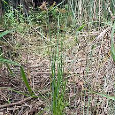Image result for Pycreus polystachyos