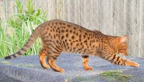 Kucing bengal biasa disebut dengan blacan ini merupakan keturunan yang berasal dari persilangan kucing asian leopard dengan american shortair. Berpenampilan Anggun Ini 6 Fakta Menarik Tentang Kucing Cheetoh