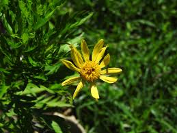 Image result for Euryops chrysanthemoides