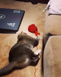 Yapma Dedigin Seyi Yaparken Yakalanan Kedi Kedi Ve Instagram