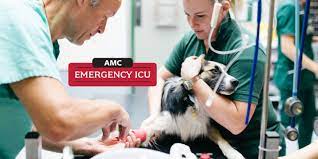 Banfield the pet hospital california hours and locations. Pet Emergency In West Los Angeles Animal Medical Center