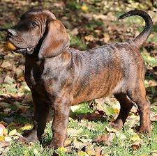 Image result for hannoverský barvář