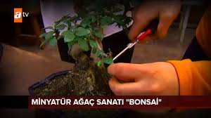 4 bonsai nasıl ortamda saklanmalı? Minyatur Agac Sanati Bonsai Youtube