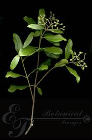 Image result for Olea capensis