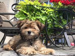 Click here to be notified when new havanese puppies are listed. Havanese Breeders In Indiana Gateway Havanese