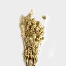 Image result for Phalaris