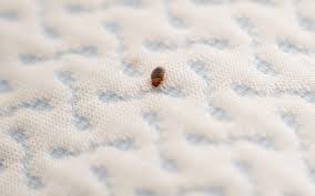 Image result for bedbugs on mattress