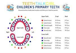 The top and bottom jaw have 6 incisors. How Many Teeth Do Humans Have Kids Vs Adults Teeth