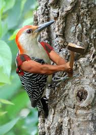Reddit The Front Page Of The Internet Animal Mashups Weird Animals Funny Animal Pictures
