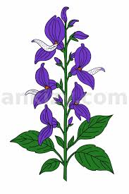 Image result for Brillantaisia madagascariensis