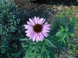 We did not find results for: File Purple Sunflower Like Flower Varenna Italy Jpg Wikimedia Commons