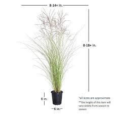 Image result for Miscanthus sinensis