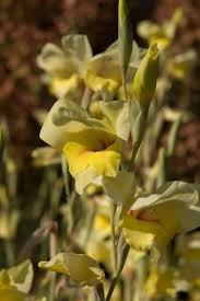 Image result for Gladiolus dalenii