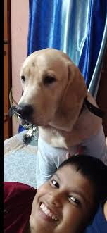 Labradors are humans best friend❤️