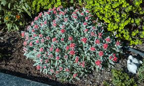 Image result for Helichrysum rhodellum