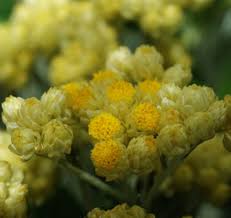 Image result for Helichrysum kirkii