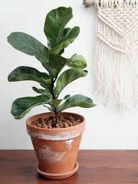 Image result for F kus Ficus