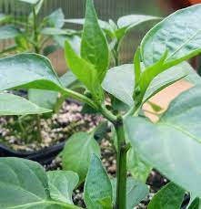 Greenhouse sweet bell peppers are a high impact superior product primarily grown in 3 colours; Help Jalapenos And Serranos Flowering Way Too Early